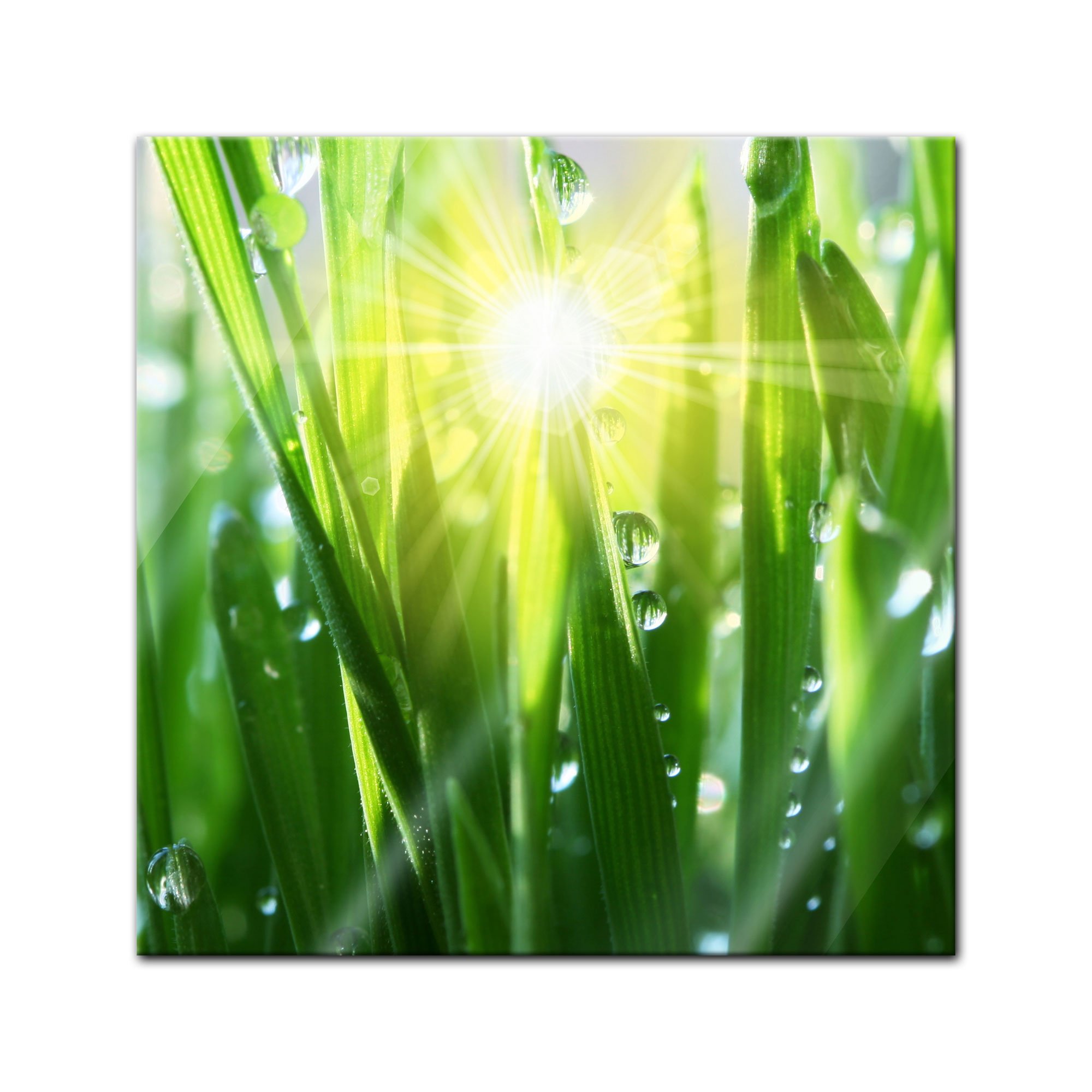 Bilderdepot24 Glasbild - Gras II - 50x50 cm - Deko Glas - Wandbild aus Glas - Bild auf Glas - moderne Glasbilder - Glasfoto - Echtglas