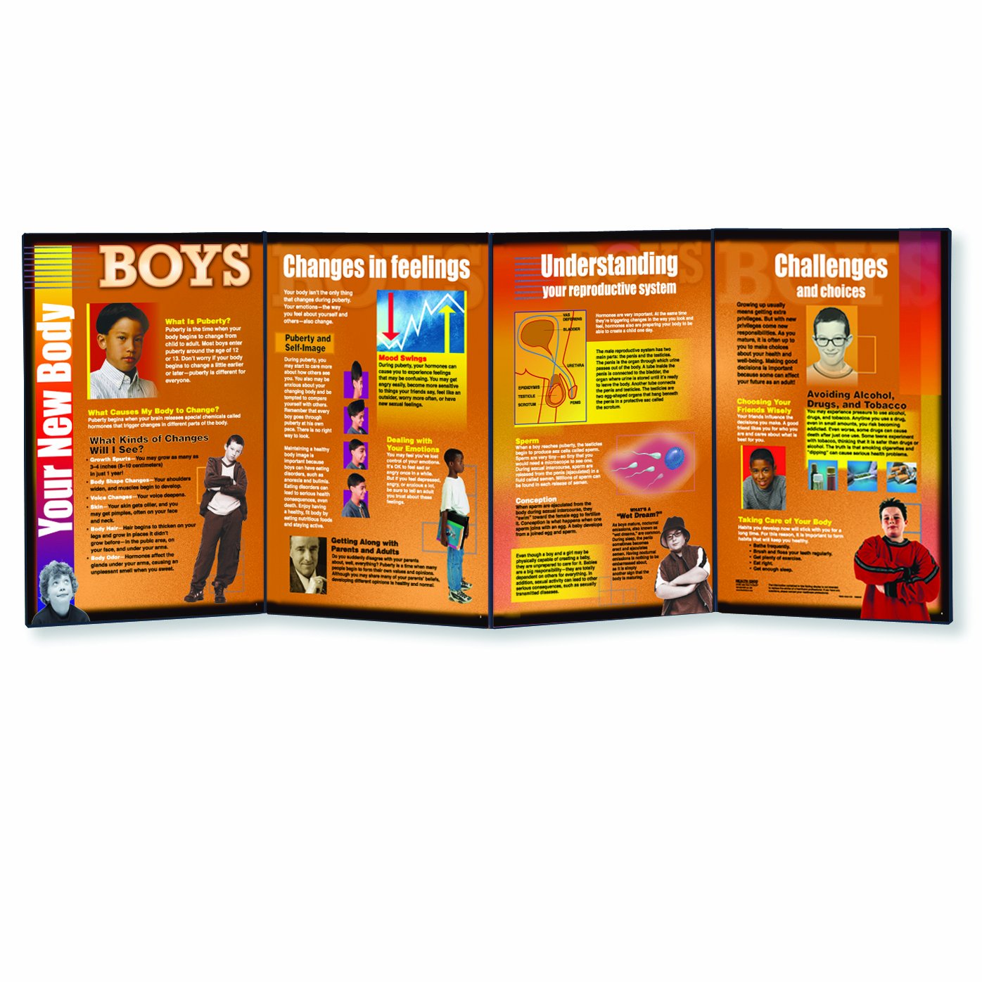 Amazon.com: HEALTH EDCO W43161B Your New Body Boys Folding Display, 58"  Length x 22-1/2" Height Opened : Toys & Games
