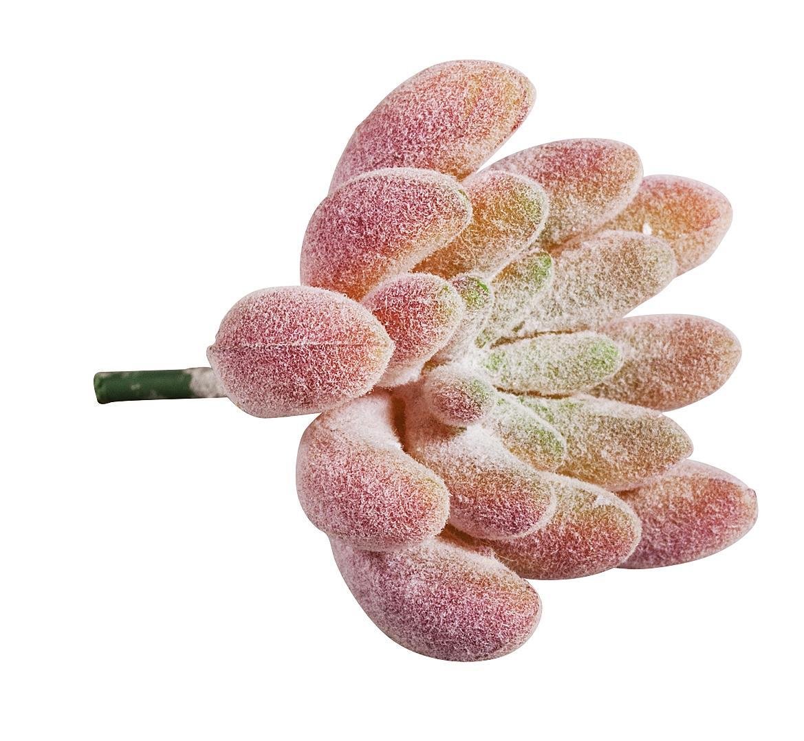 Rayher Echeveria 55752000 Mini Succulent 4 x 2.5 cm