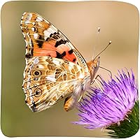 Vista 8 de Kit de jardín de mariposas Insect Lore con orugas vivas – Cría 10 mariposas Painted Lady - Actividad de aprendizaje STEM, hábitat con diario