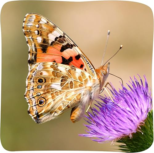 Miniatura 9 de Insect Lore Kit de cultivo de mariposas de jardín de mariposas de cumpleaños con mariposas vivas  Kit de mariposas para niños incluye hábitat de