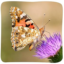Insect Lore Butterfly Garden with 10 Live Baby Caterpillars - Habitat, Feeder, Chrys-A-Lid Holders, STEM Activity Journal - Raise and Release Painted Lady Butterflies