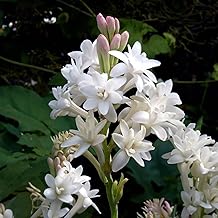 Flower Bulbs | Bulbs from the best Dutch manufacturers | Exclusive selection and quality control | Guaranteed flowering (2 Polianthes tuberosa THE PEARL)
