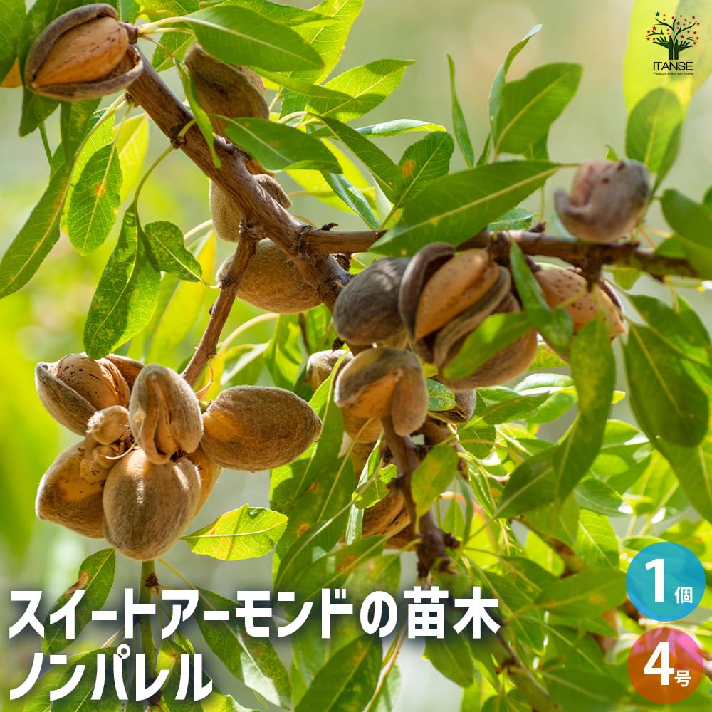 Amazon.co.jp: ITANSE スイートアーモンドの苗木 ノンパレル 4号