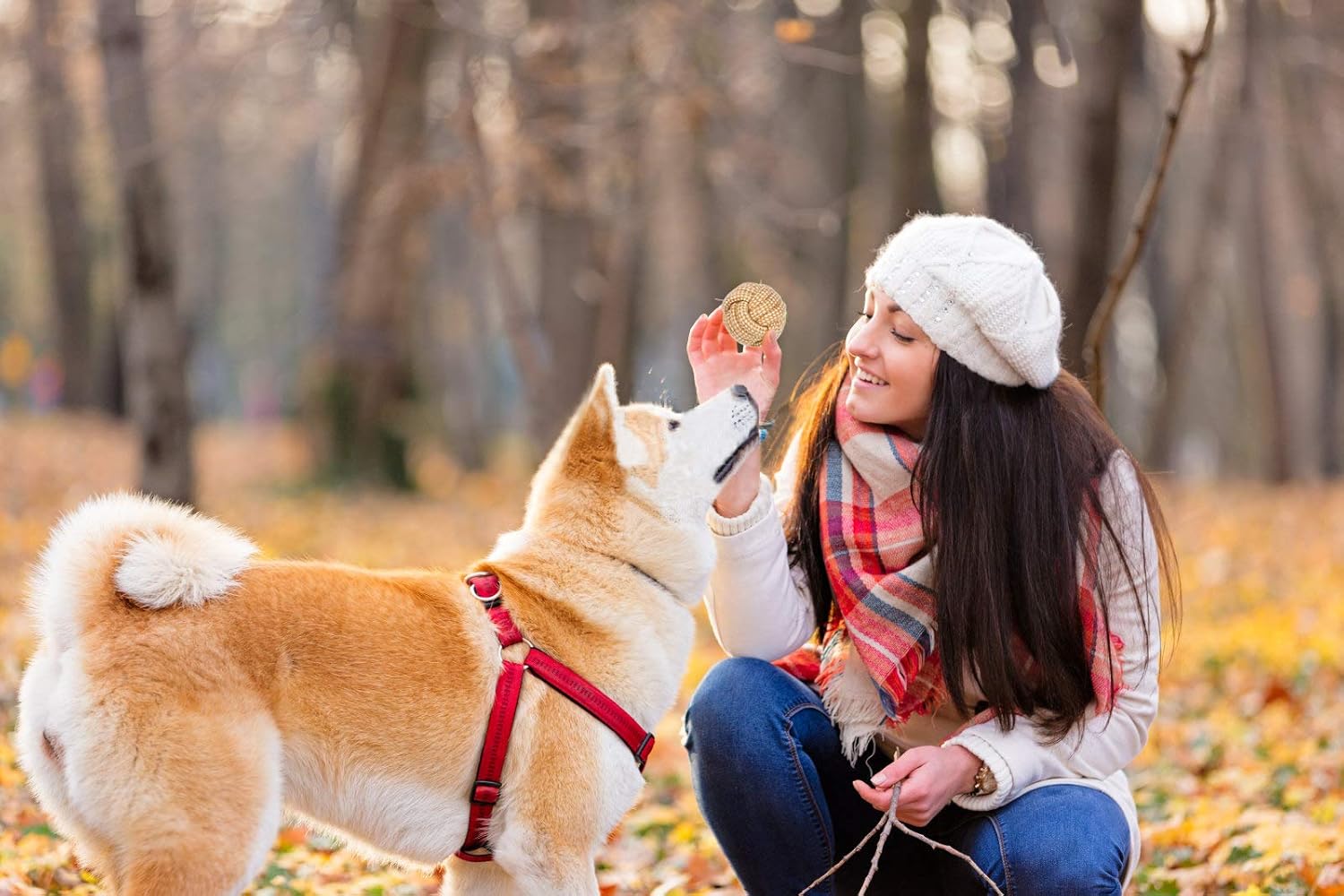 市場 犬 大型犬 噛み癖 安心 コットン 縄 歯磨き 安全 子犬 ロープ 中型犬 丈夫 ストレス発散 おもちゃ 天然素材