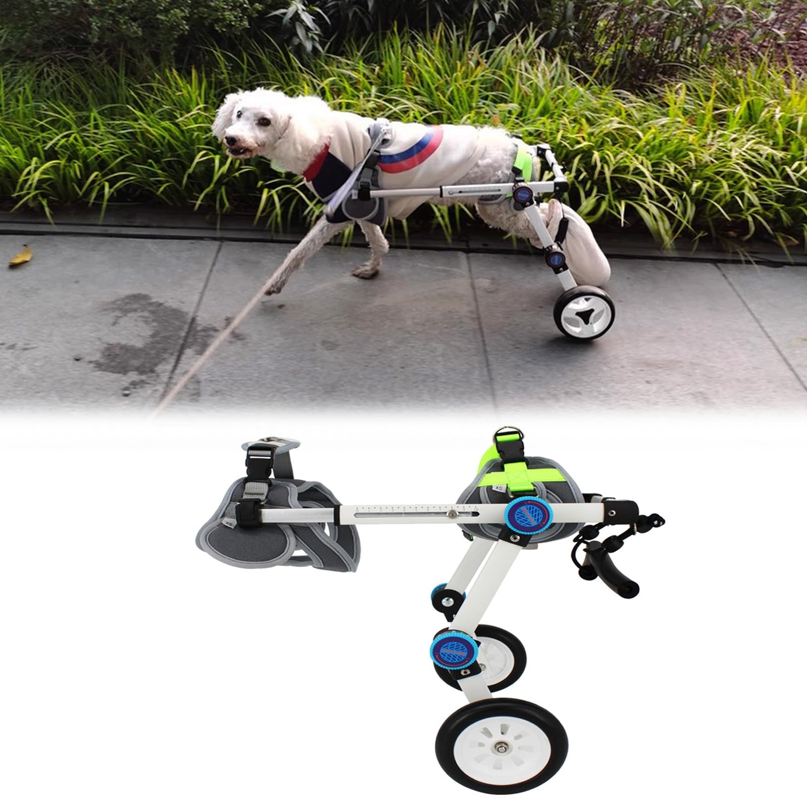 Silla de ruedas portátil para perros pequeños: el regreso a los paseos y juegos compartidos