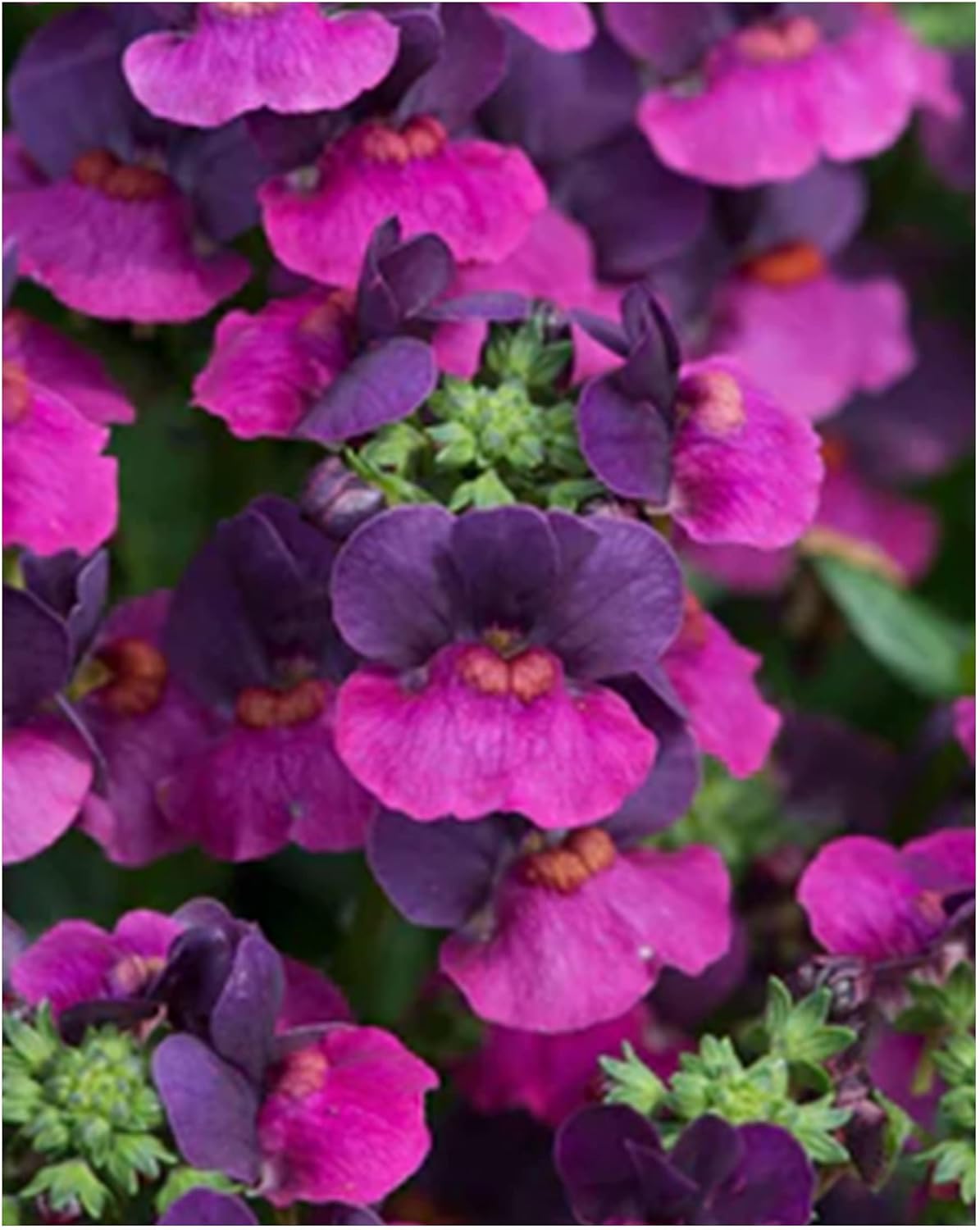 Garden Ready Nemesia Lady Lisa Flowers Delivered in 3 x 9cm