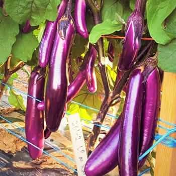 eggplantページ 71xdmAOCcPL._UF350,350_QL50_.jpg