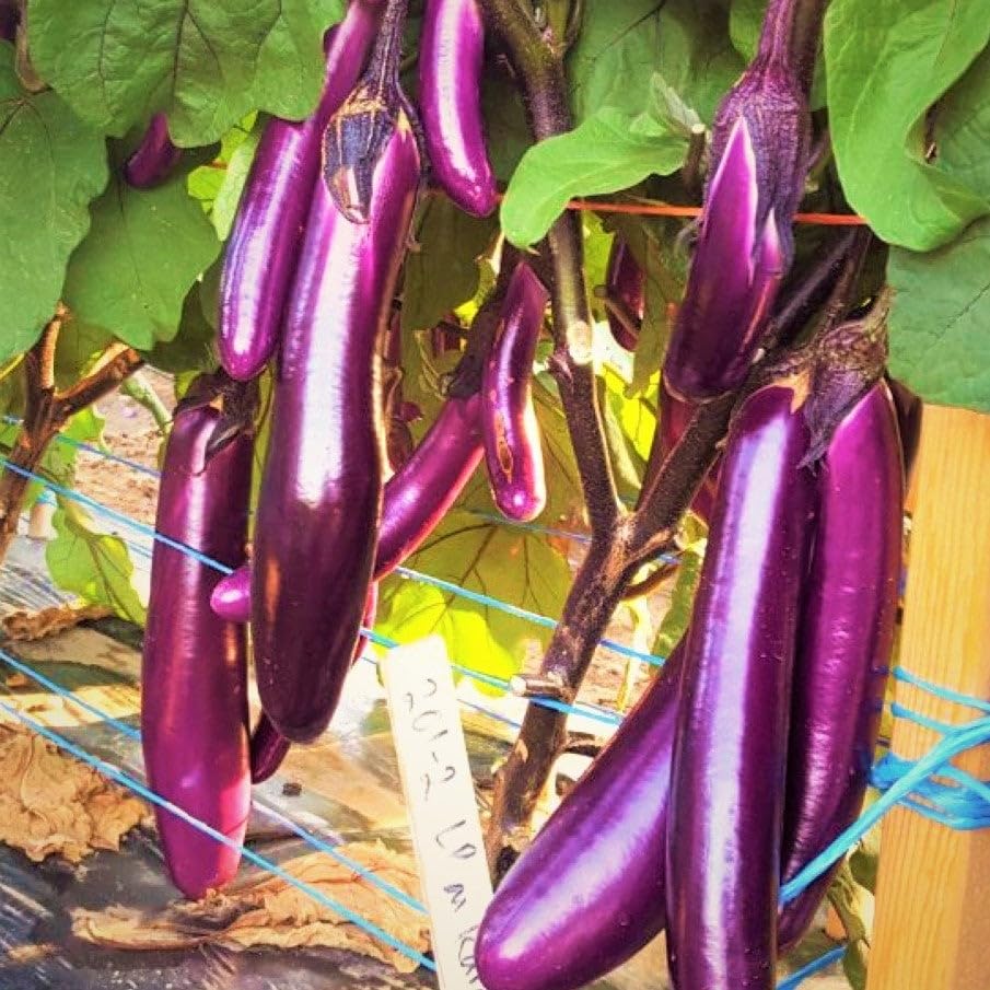 eggplantページ Amazon.com : TomorrowSeeds - Purple Shine Chinese Eggplant