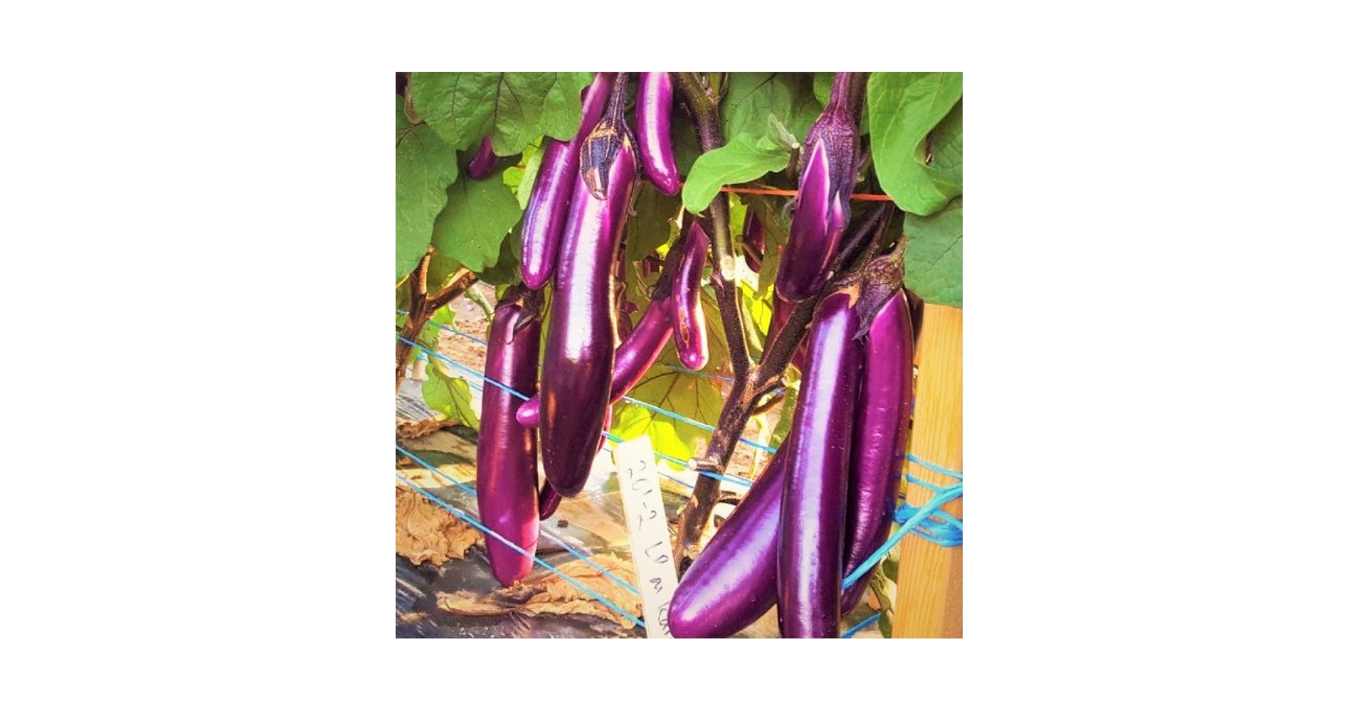 Amazon.com : TomorrowSeeds - Purple Shine Chinese Eggplant