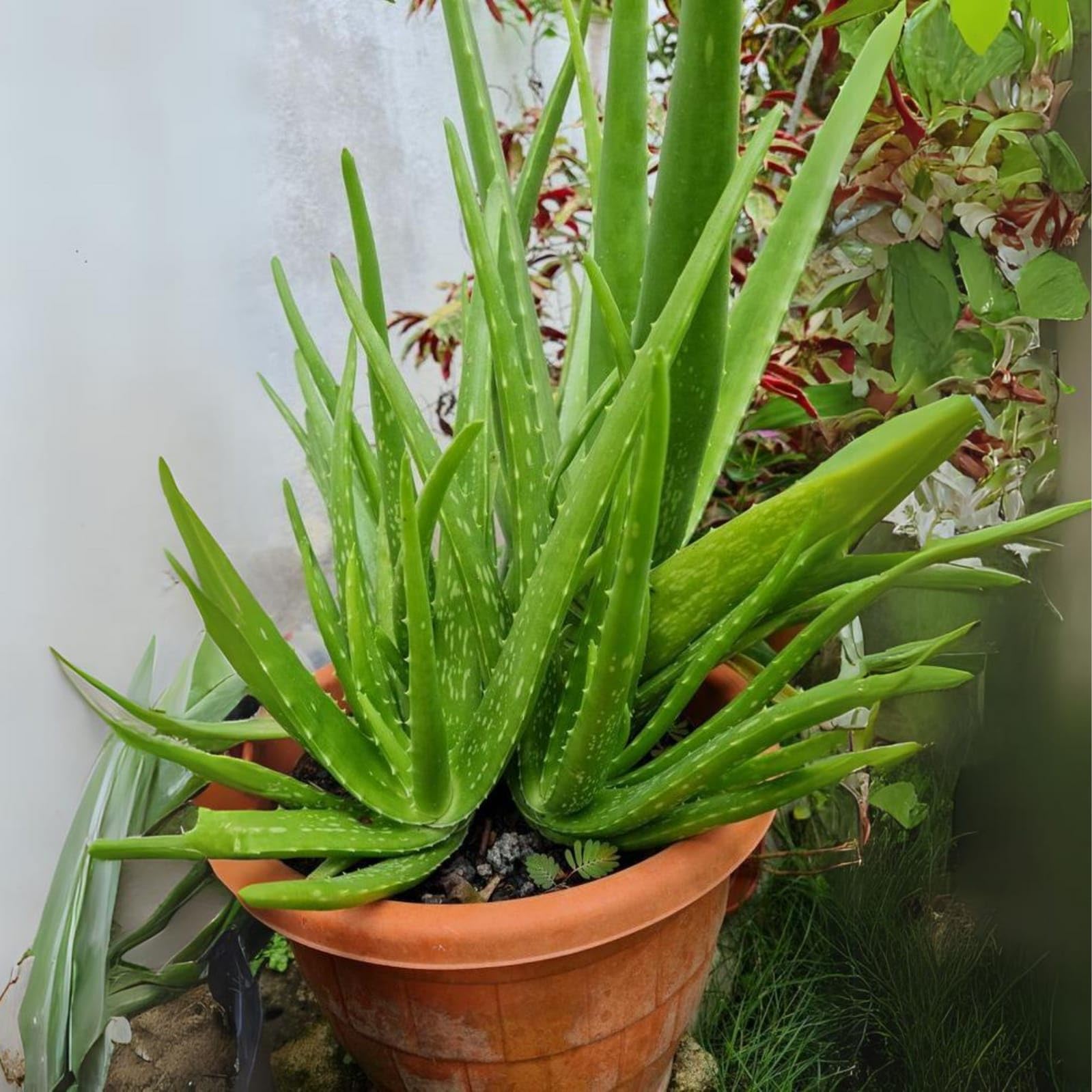 Aloe Vera Ghrita-Kumari Medicinal Mini Plant Skin Gel Succulent Indoor Outdoor Balcony Burn Best Home Office Garden Purifier Skincare Haircare Care Barbadensis Miller Aloevera Herbal