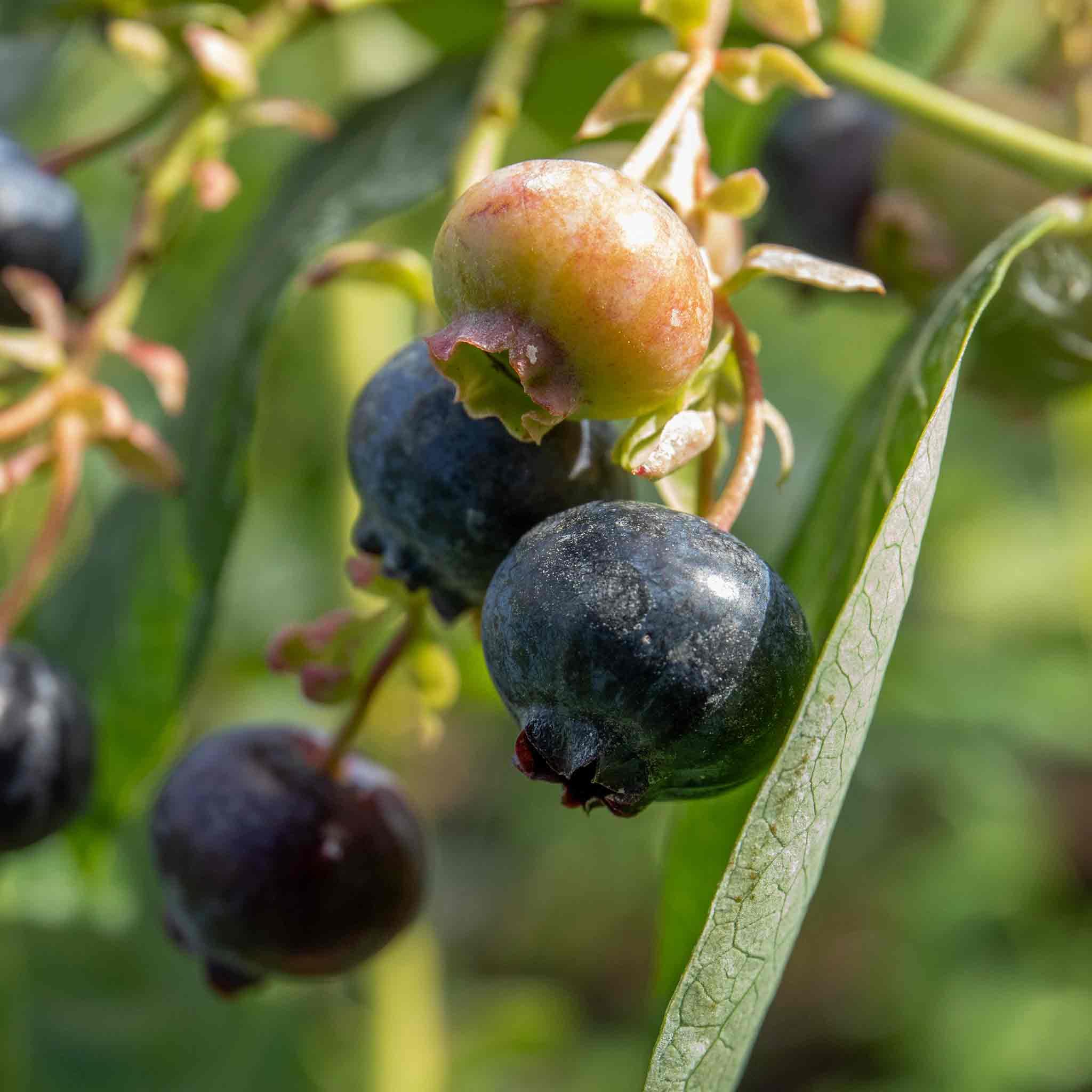 Marshalls Garden Blueberry 'Bluegold' - Goldtraube Variety, Hardy Fruit Plant 5 Litre