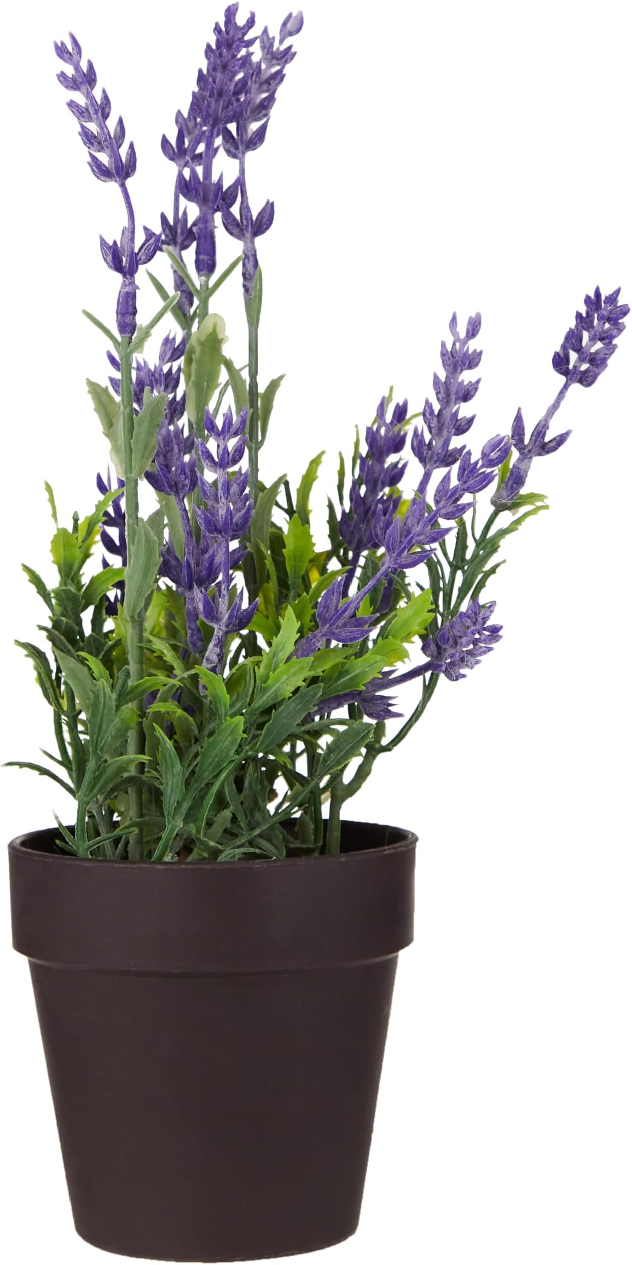 LAVENDER PLANT IN POT PURPLE-EDEL-1108676 SUNCOAST