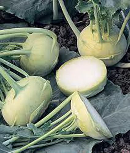 Miniatura 2 de Semilla de colinabo, Viena blanca temprana, reliquia, sin OMG, 25 semillas,