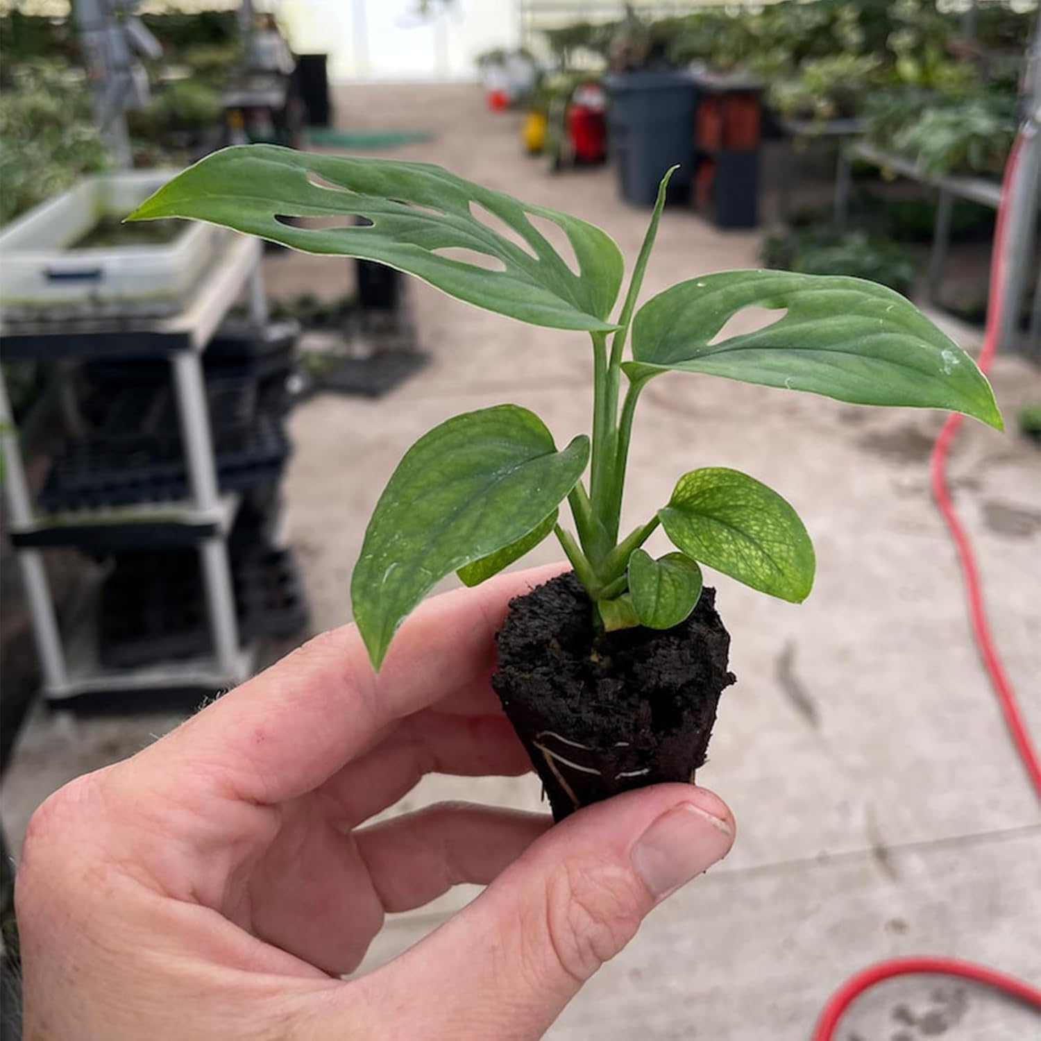 Monstera esqueleto Starter Plant