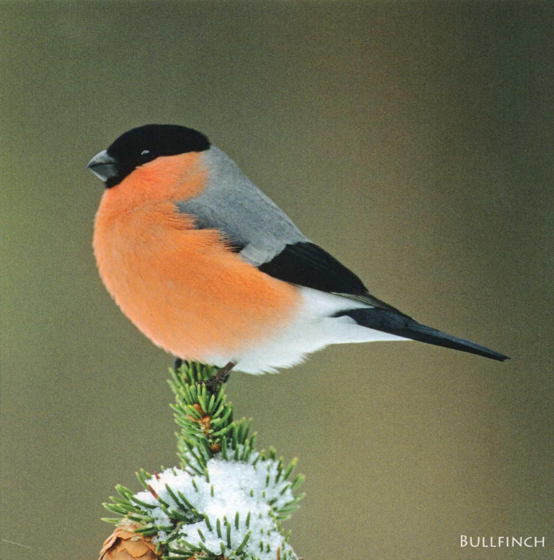 Bullfinch Bird greeting card which plays bird sound when opened