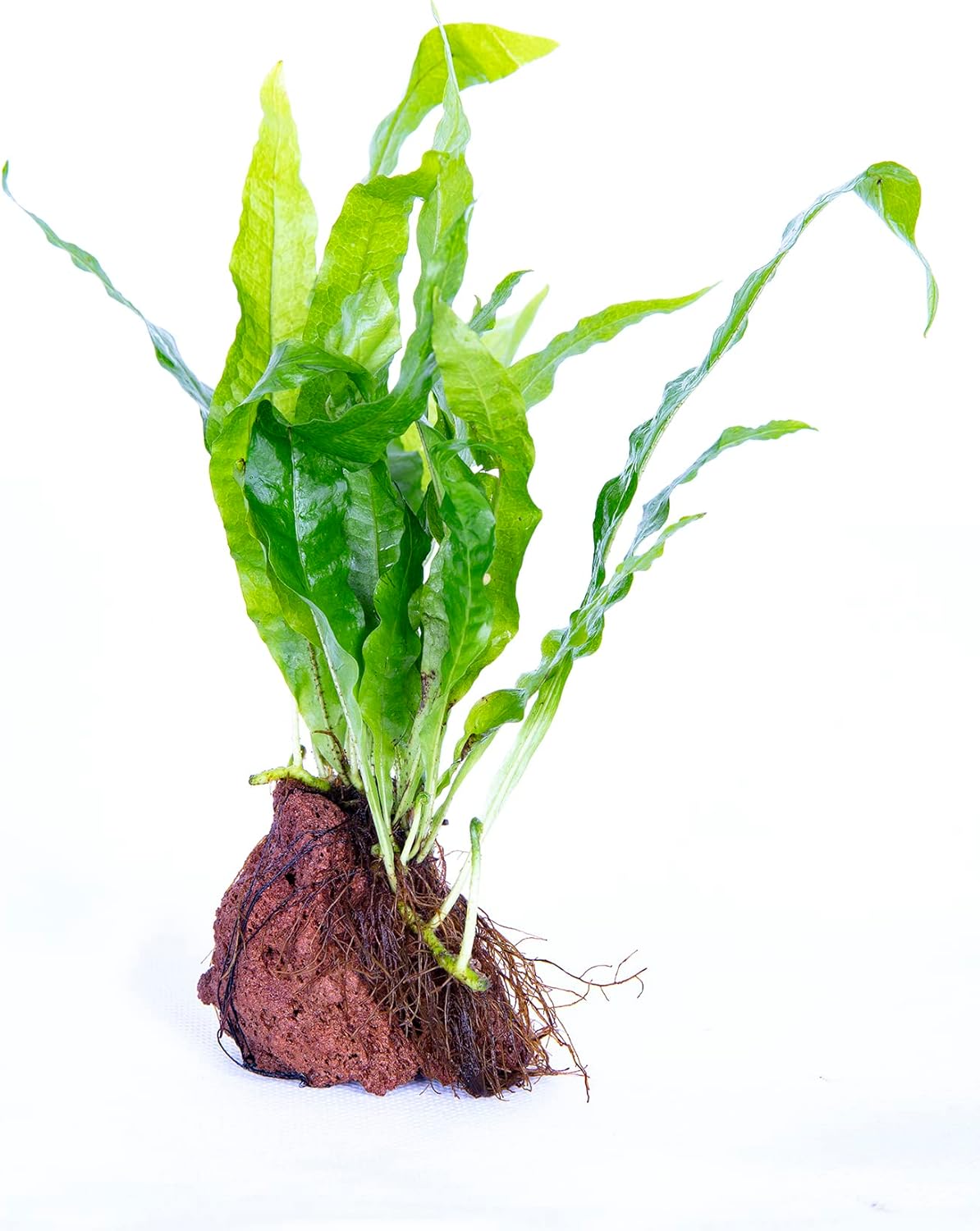 Lincolnshire Pond Plants Ltd Bogwood, Rocks and PadsTropical Live