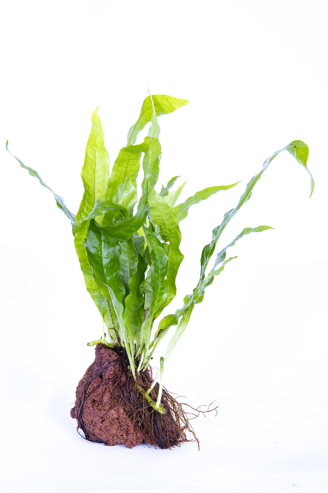 Lincolnshire Pond Plants Ltd - Bogwood, Rocks and PadsTropical Live Aquarium Plants (Java Fern On Rock)