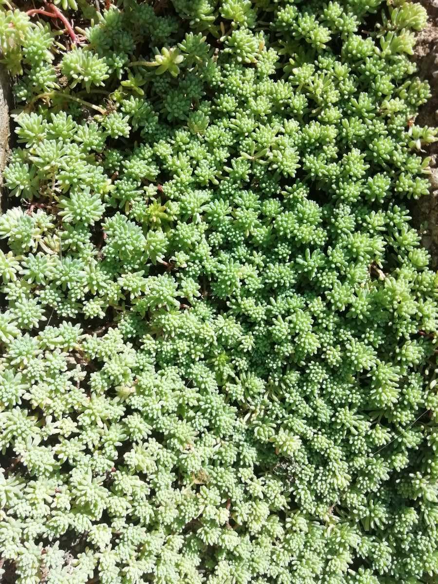 Amazon.co.jp: セール グランドカバー 多肉植物 白い花のさくセダム