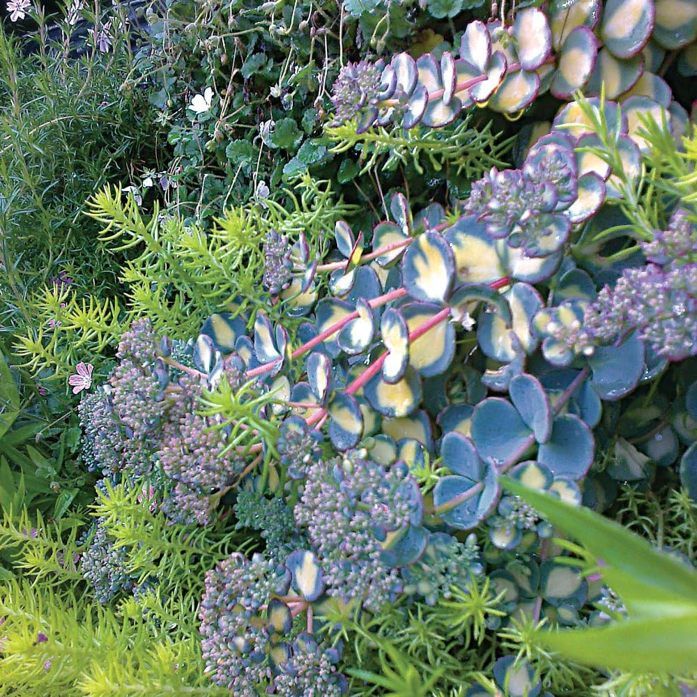Sedum Sieboldii 'Mediovariegatum' – RHS Award-Winning Tricolour Ground Cover Sedum, Low-Maintenance Trailing Plant with Pink Star Flowers - 1x 8.5cm Potted Plant by Thompson & Morgan