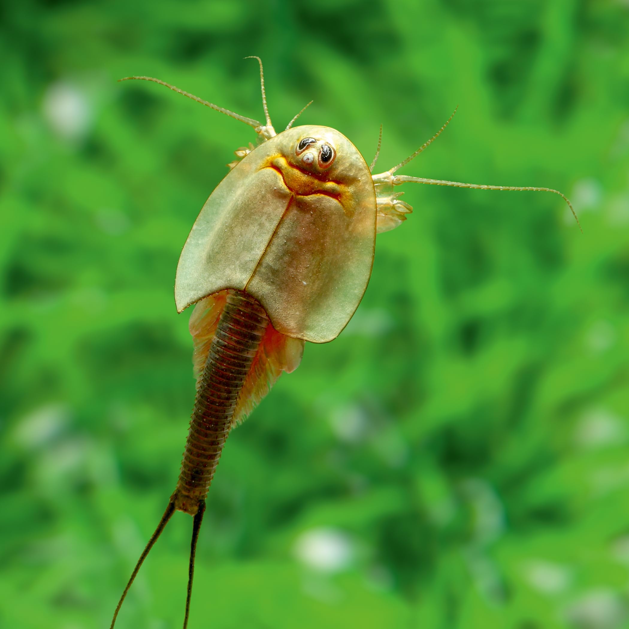 Triops longicaudatus Komplettset 6 l mit ca. 200 Urzeitkrebse Eiern Aquarium Filter Luftpumpe Zubehör Futter Anleitung