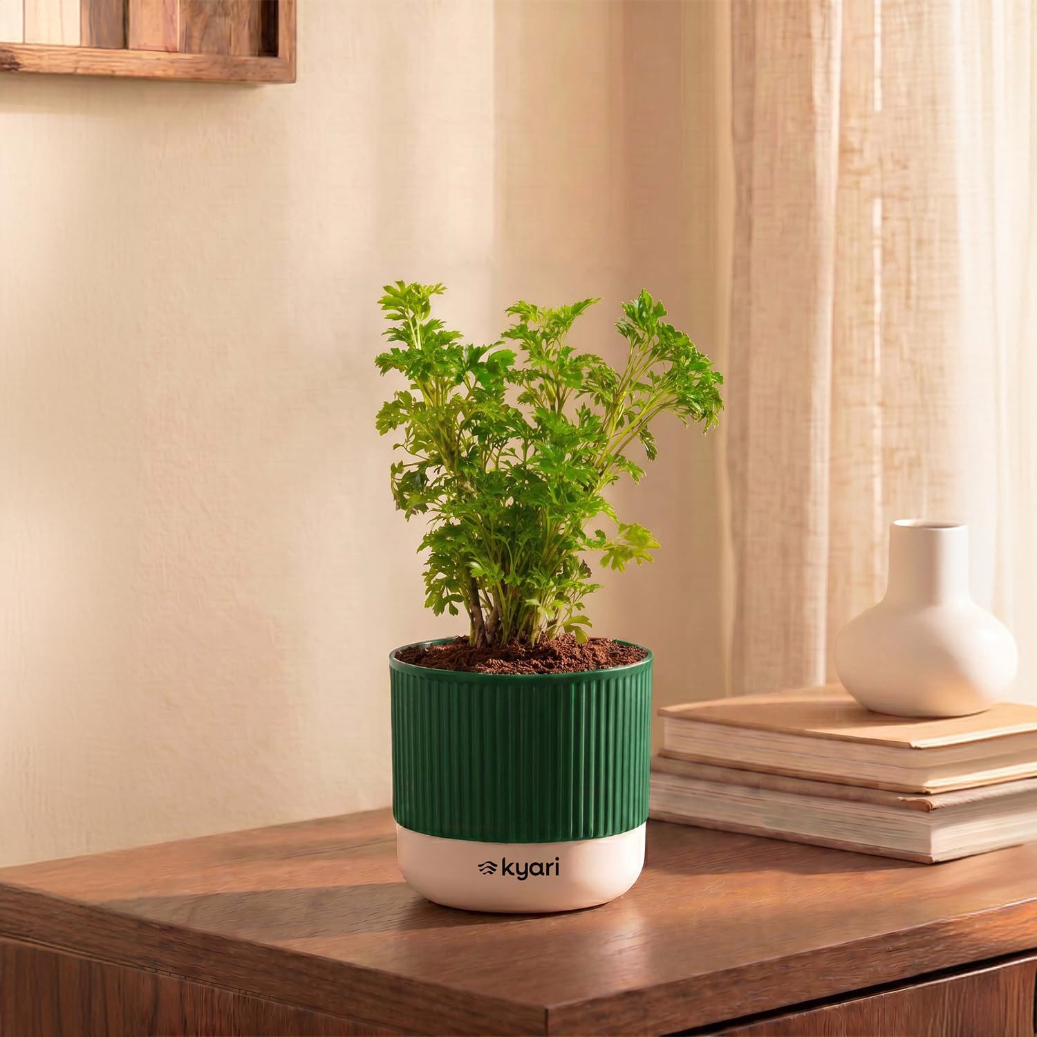 Kyari Aralia Green Live Plant Inddor with Green Self Watering Pot-image-28