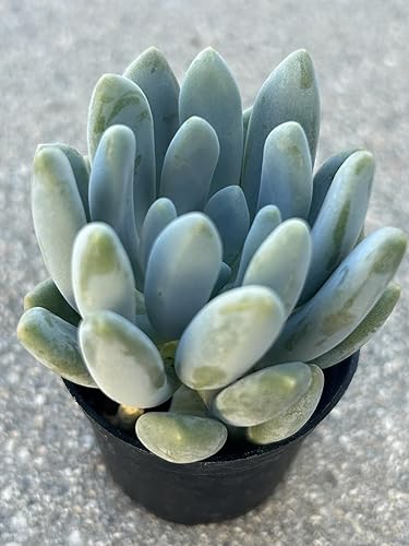 Miniatura 2 de Pachyveria Clavifolia Live Succulent Plant, Fully Rooted in 2 Inch Pot with Soil, Home and Office Decorative or Gift