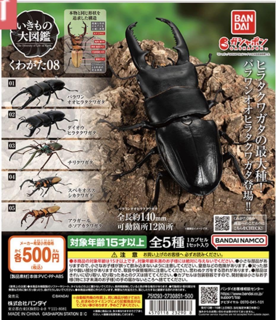 チリクワガタ♂ 約57ミリ チリクワガタ♂ 約57ミリ