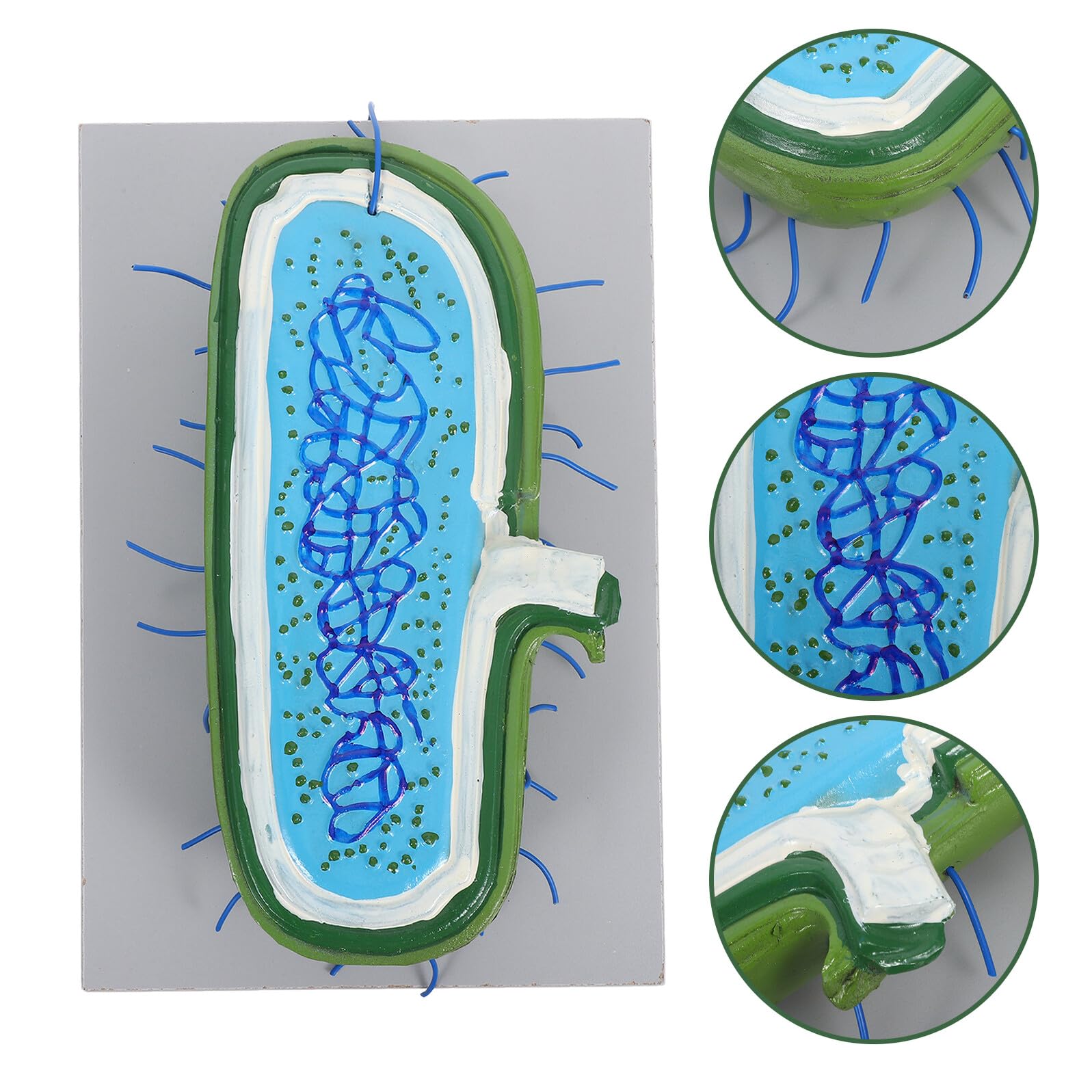 Vergrößertes Zellkernmodell aus Kunststoff für Biologieunterricht | Detaillierte Zellorganellen Darstellung, Demonstrationsmodell für Schüler, Naturwissenschaftlicher Unterricht
