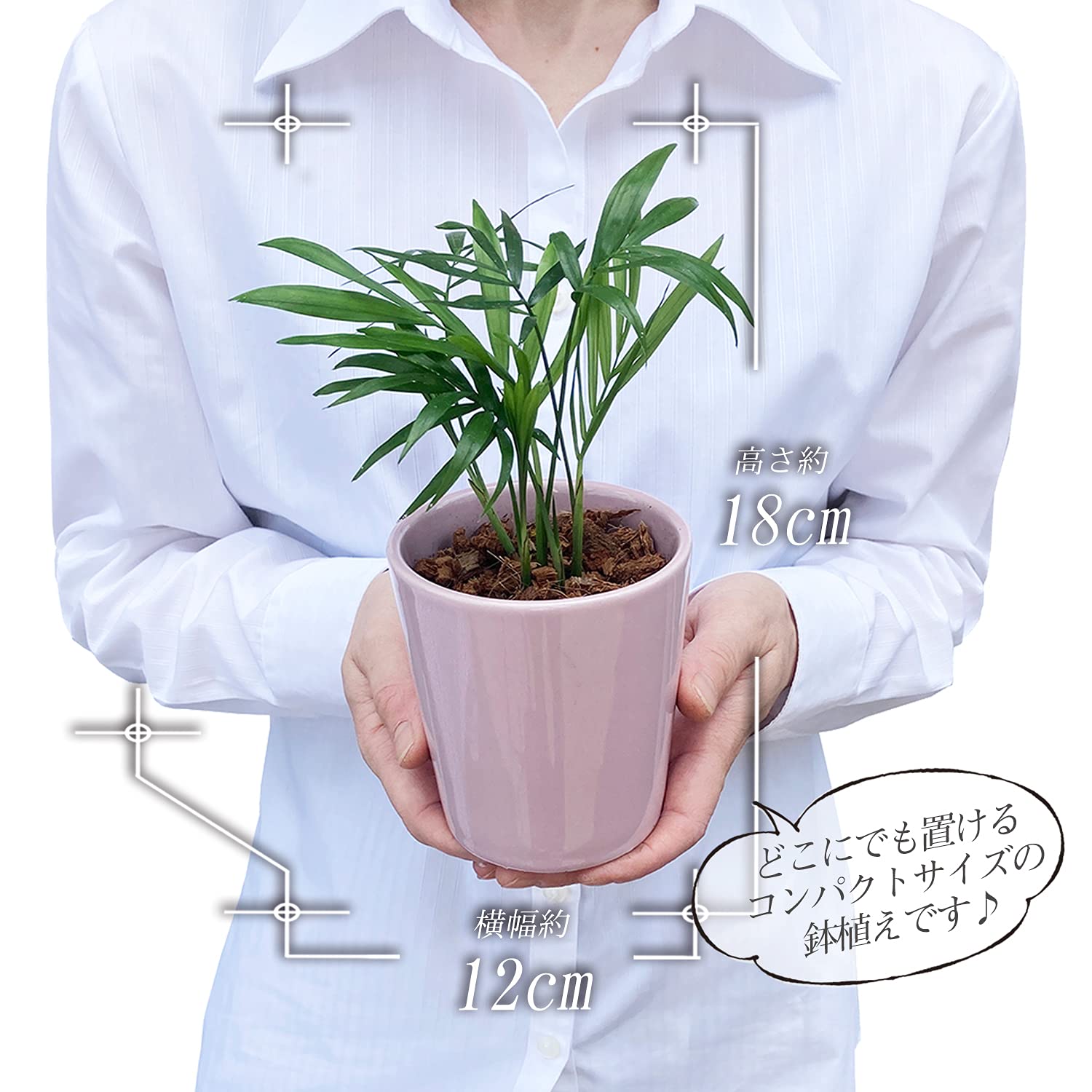 Amazon｜花のギフト社 テーブルヤシ 観葉植物 本物 ミニ ヤシ ヤシの木
