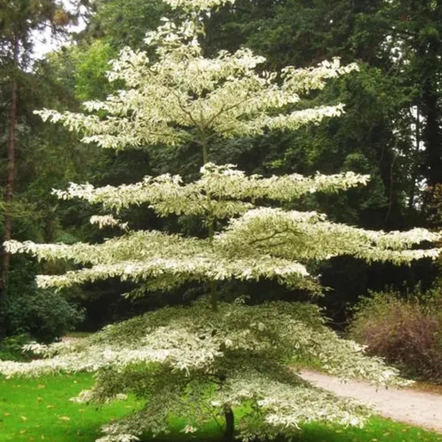 Hug A Plant | Terminalia Variegated Ornamental Live Plant (Home & Garden)