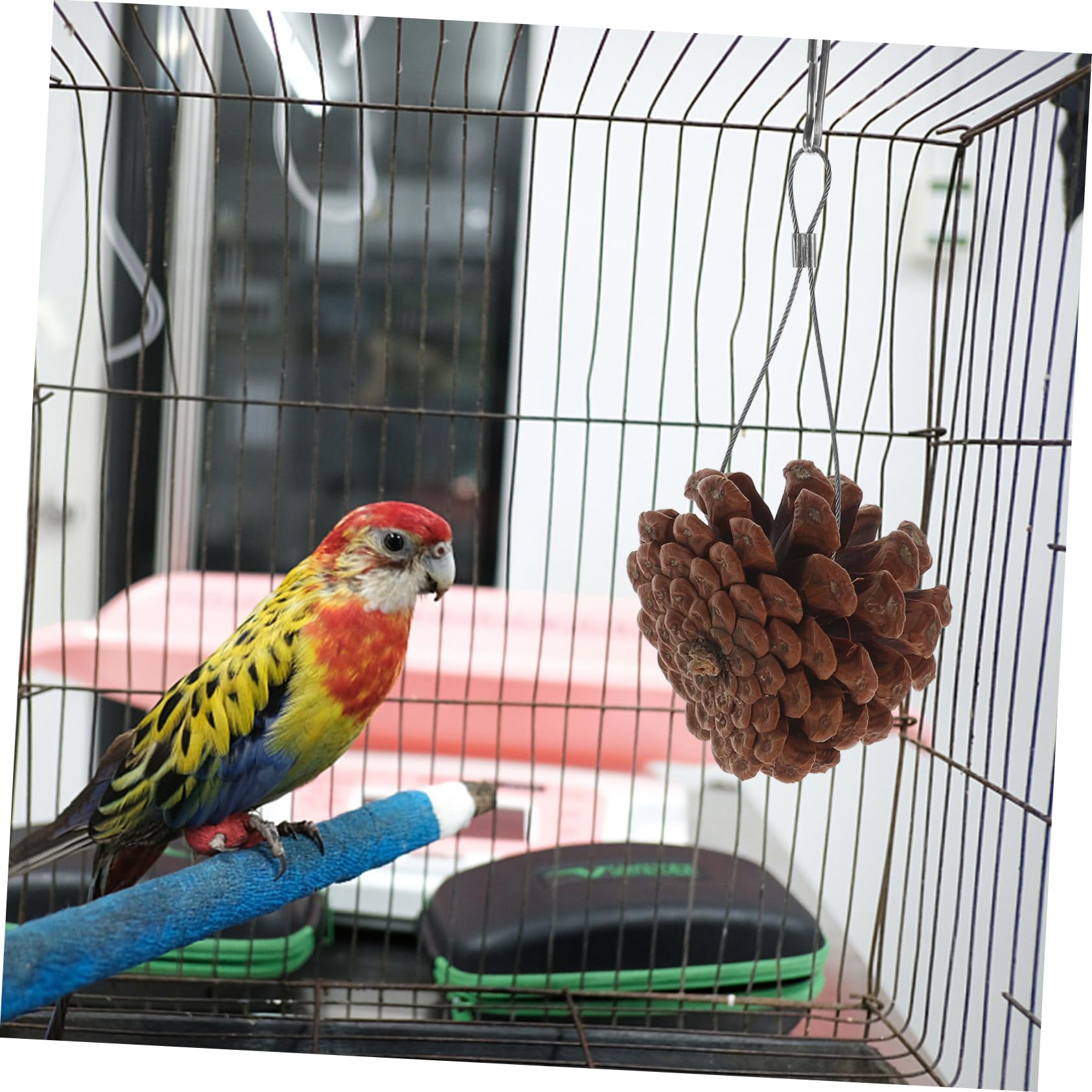 BESPORTBLE 20pièces Jouets à Mordre pour Oiseaux Pigne Naturel Accessoires De Jeu Suspendus pour Perruches Et Perroquets pour Forage Divertissement