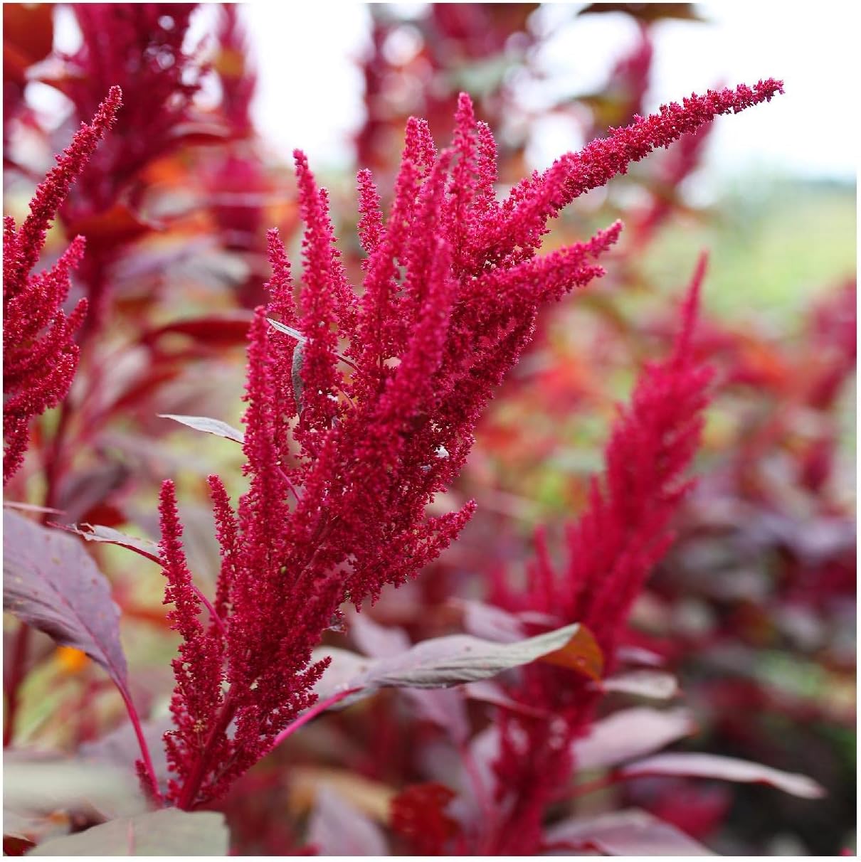 Everwilde Farms - 1 Lb Red Garnet Amaranth Herb Seeds - Gold Vault