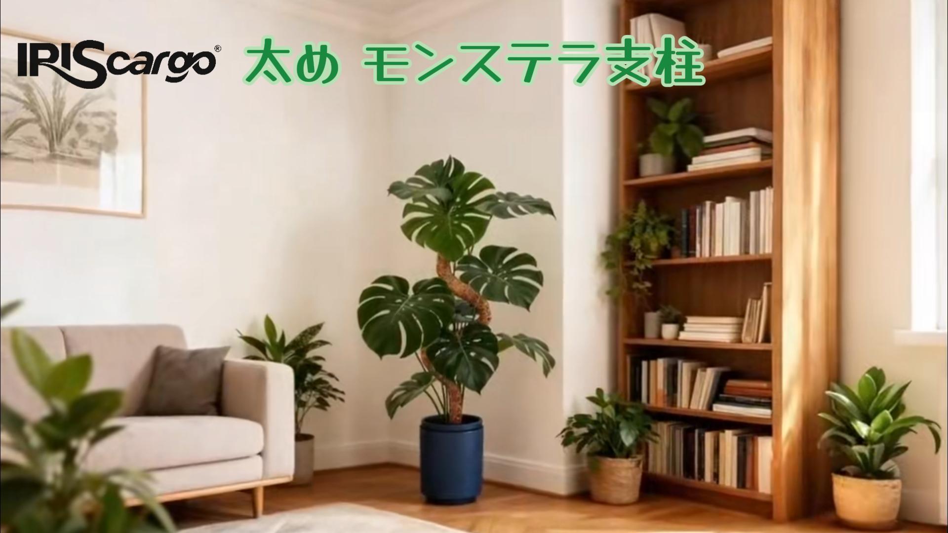 Amazon | 園芸 支柱 120cm 太め モンステラ支柱 ココスティック DIY