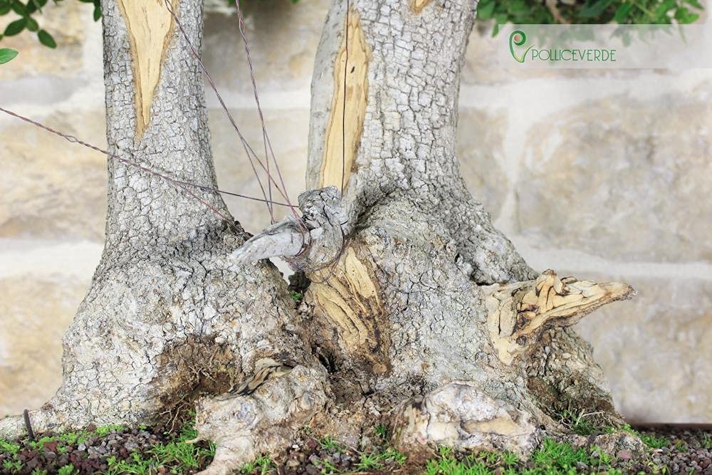 Bonsai Yamadori di Phyllirea (3)