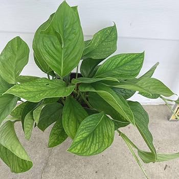 カーティシー　モンステラ4株　カゲアナ モンステラ ホワイトタイガー 4号スリット鉢 個体C｜芳樹園