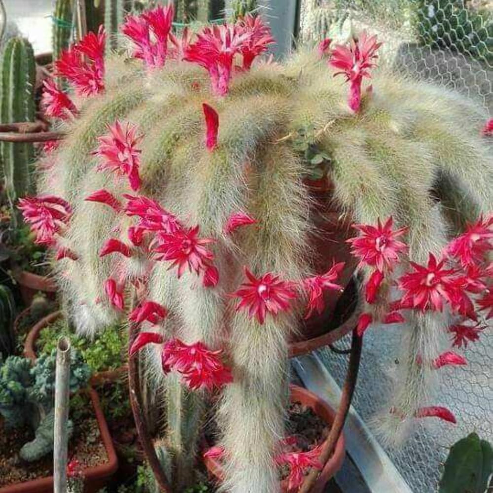 Amazon.com : Trailing Monkey Tail Cactus Plant Live, 6 to 8 Inches