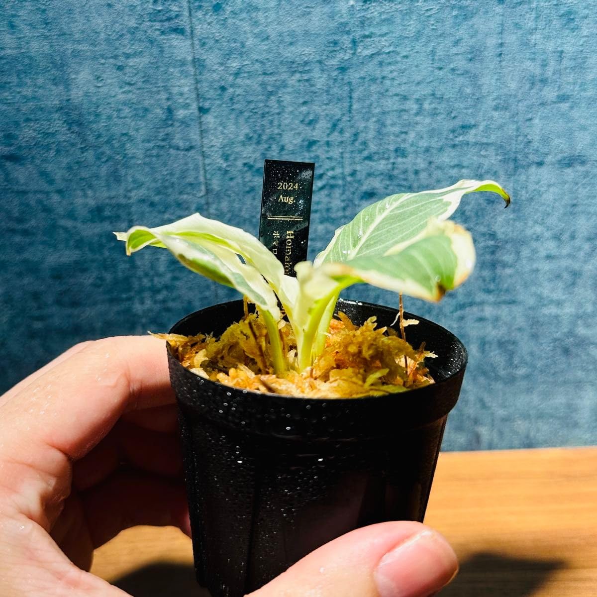 8月中セール★ 斑入り ホマロメナ homalomena rubescens ホマロメナ ルベスケンス ミント斑入り | AQUASHOP つきみ堂
