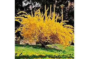 2 Lynwood Gold Forsythia Plants Live for Planting