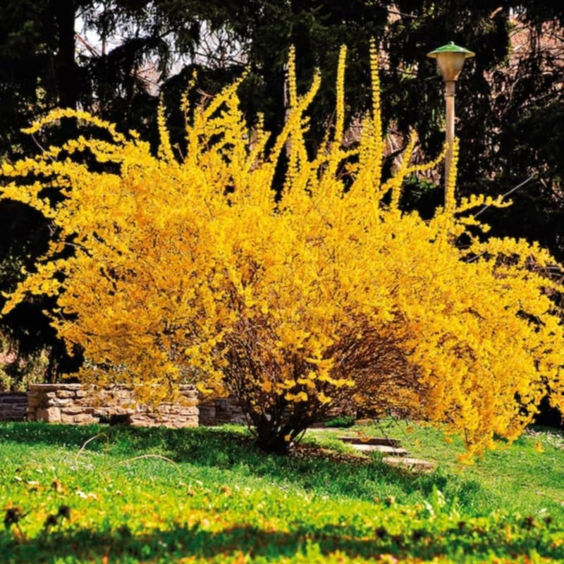 2 Lynwood Gold Forsythia Plants Live for Planting 6 to 12 Inc Tall 4 in Pot, Yellow Forsythia Bushes Live Plants