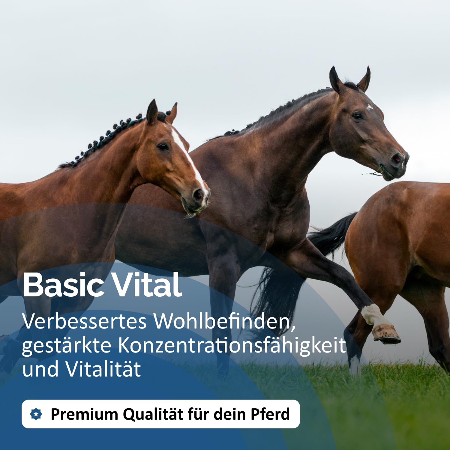 The Horse Vitality Company Basic Vital Mix 1kg Pulver | Ergänzungsfuttermittel für Pferde mit Kräutern & Magnesium | Für Vitalität, Konzentration & Verdauung | 100% natürlich | Made in Germany