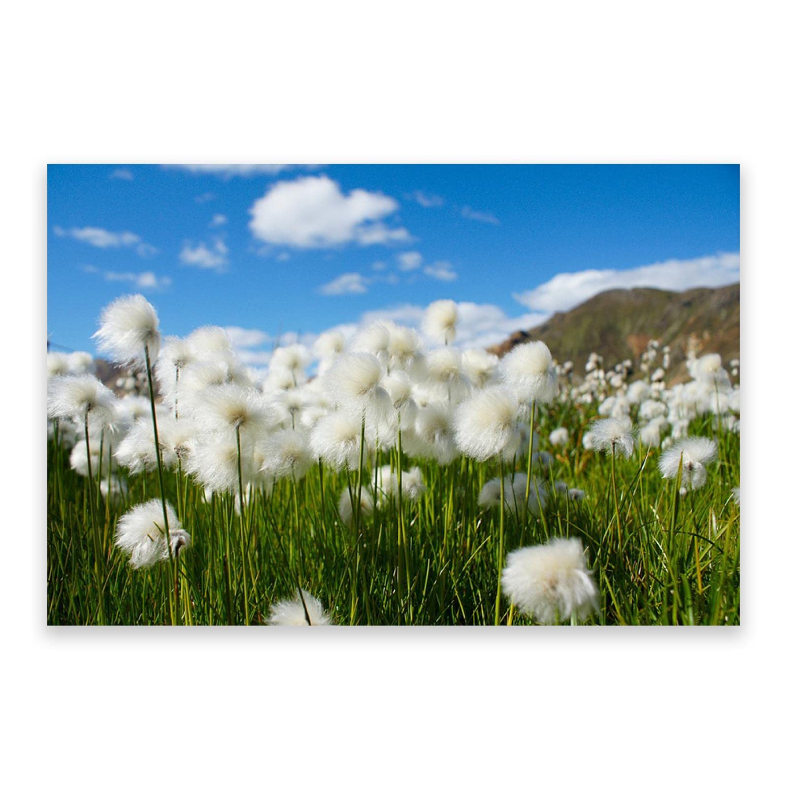 自然・風景写真 花のアート　A3 額装済み　作品プリント 2b5970c168bb75904b80ce02783fcc