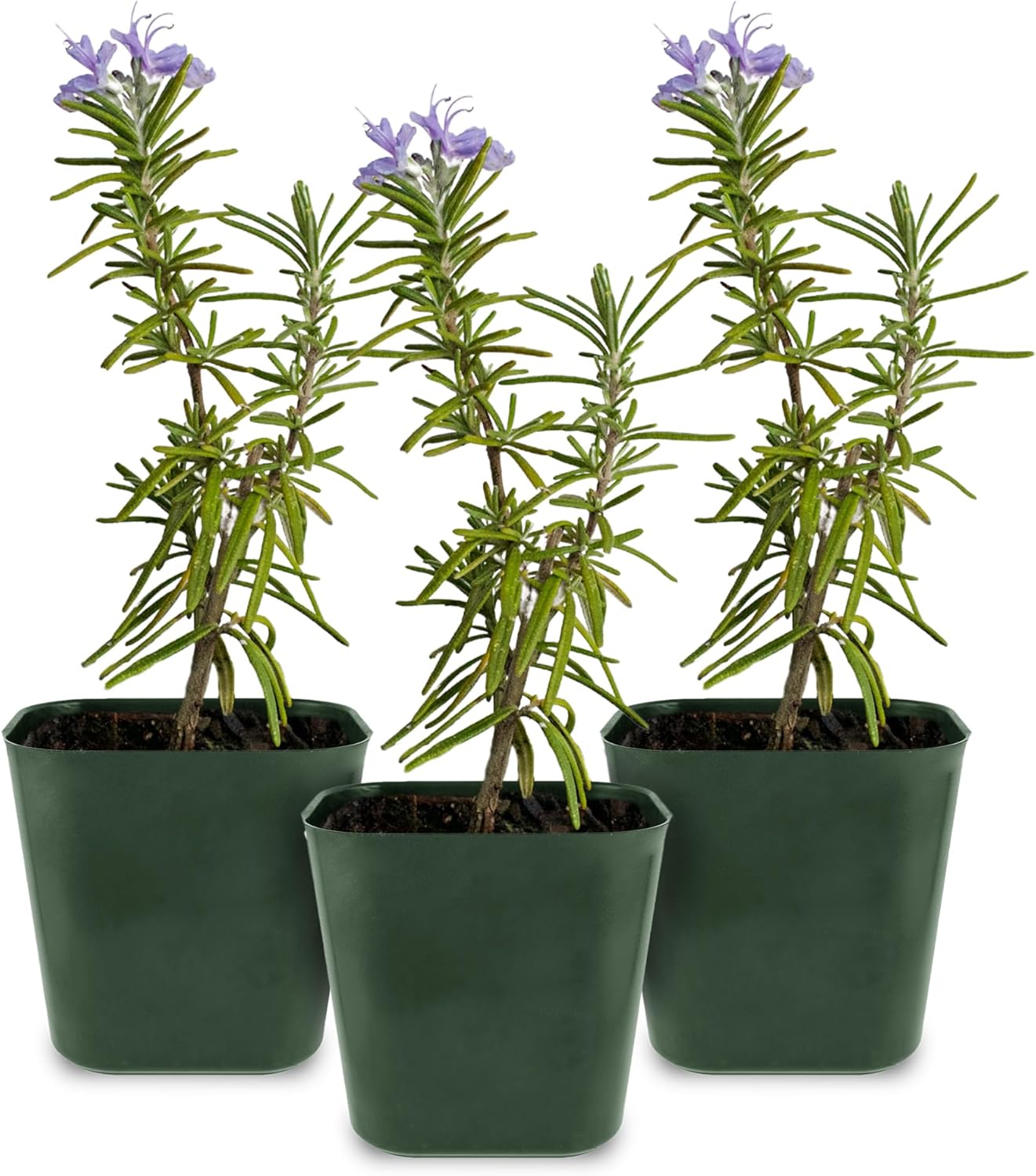 My Shelfie - Rosemary Plant Starter, Aromatic Rosemary Plants Live in 2-Inch Pot, Live Plants 2-3 Inch Tall, Blue-Purple Rosemary Herb Plants, Bee-Friendly, 3 Pieces, Green