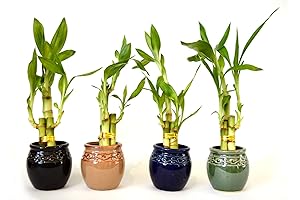 9GreenBox 4-Pack Indoor Bamboo Plants in Ceramic Vases
