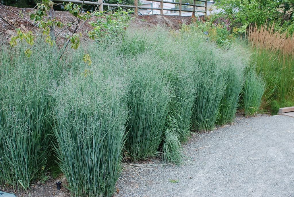 Stauden Gänge 10 x Panicum virgatum 'Heavy Metal' Blaue Rutenhirse | Blaues Ziergras für Sonne, Blüte Juli bis Oktober, mehrjährig, 1 L Topf (11x11 cm)