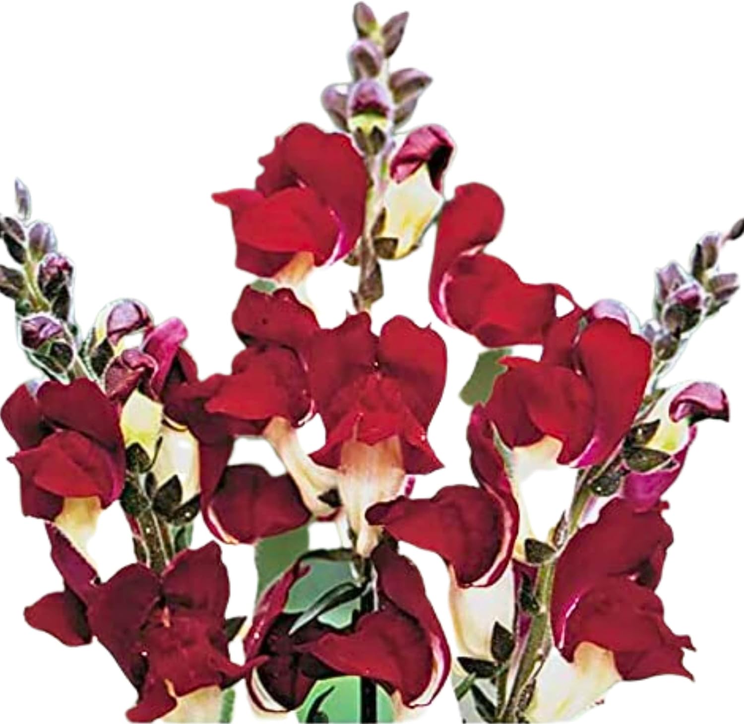 Park Seed Night and Day Snapdragon Seeds - 100 Pack Striking Scarlet White Blooms, Fragrant Cool-Season Annual for Beds, Borders & Containers