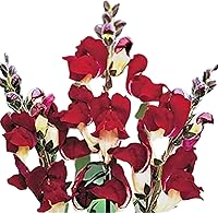 Park Seed Night and Day Snapdragon Seeds - 100 Pack Striking Scarlet White Blooms, Fragrant Cool-Season Annual for Beds, Borders & Containers