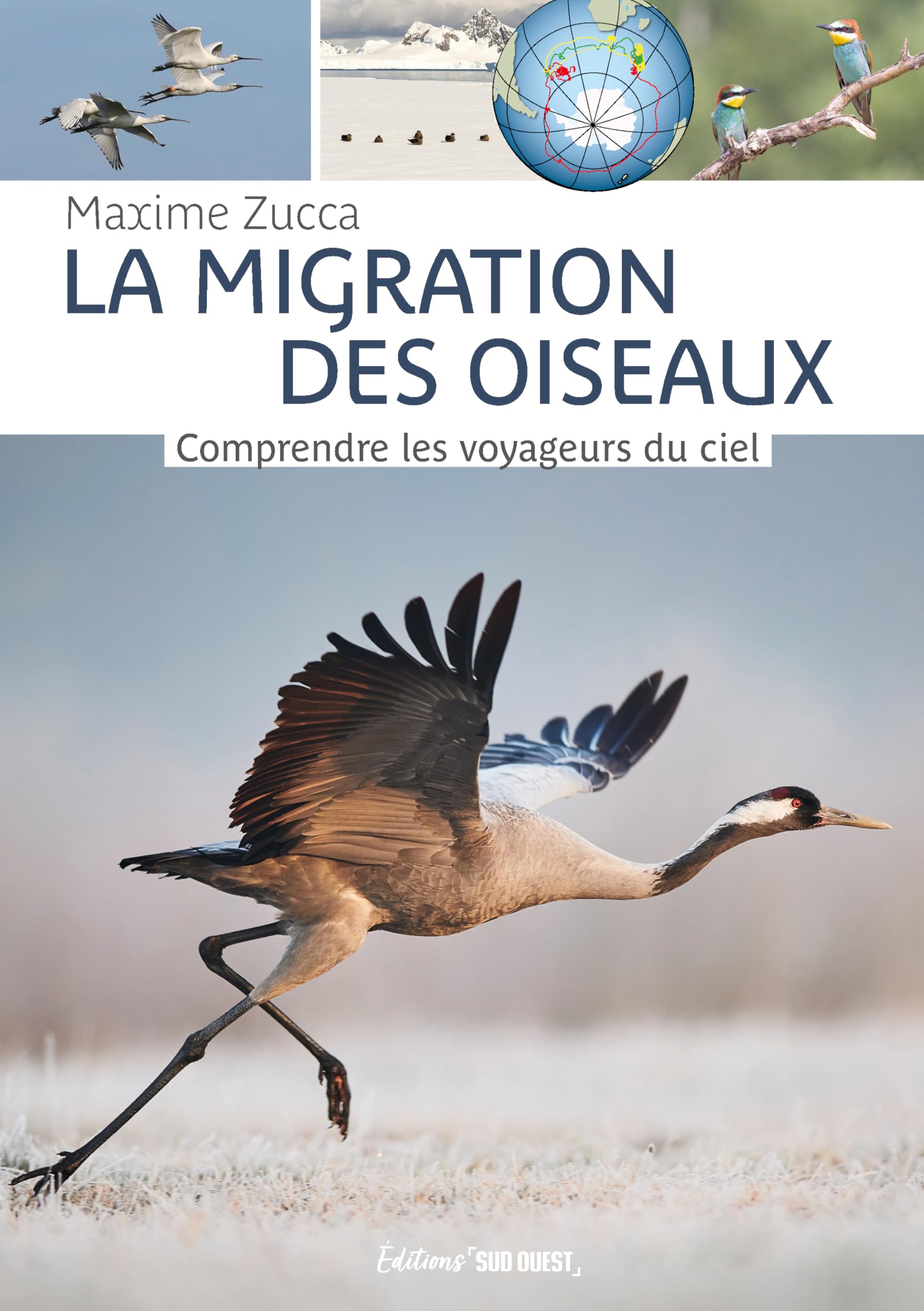 La migration des oiseaux: Comprendre les voyageurs du ciel