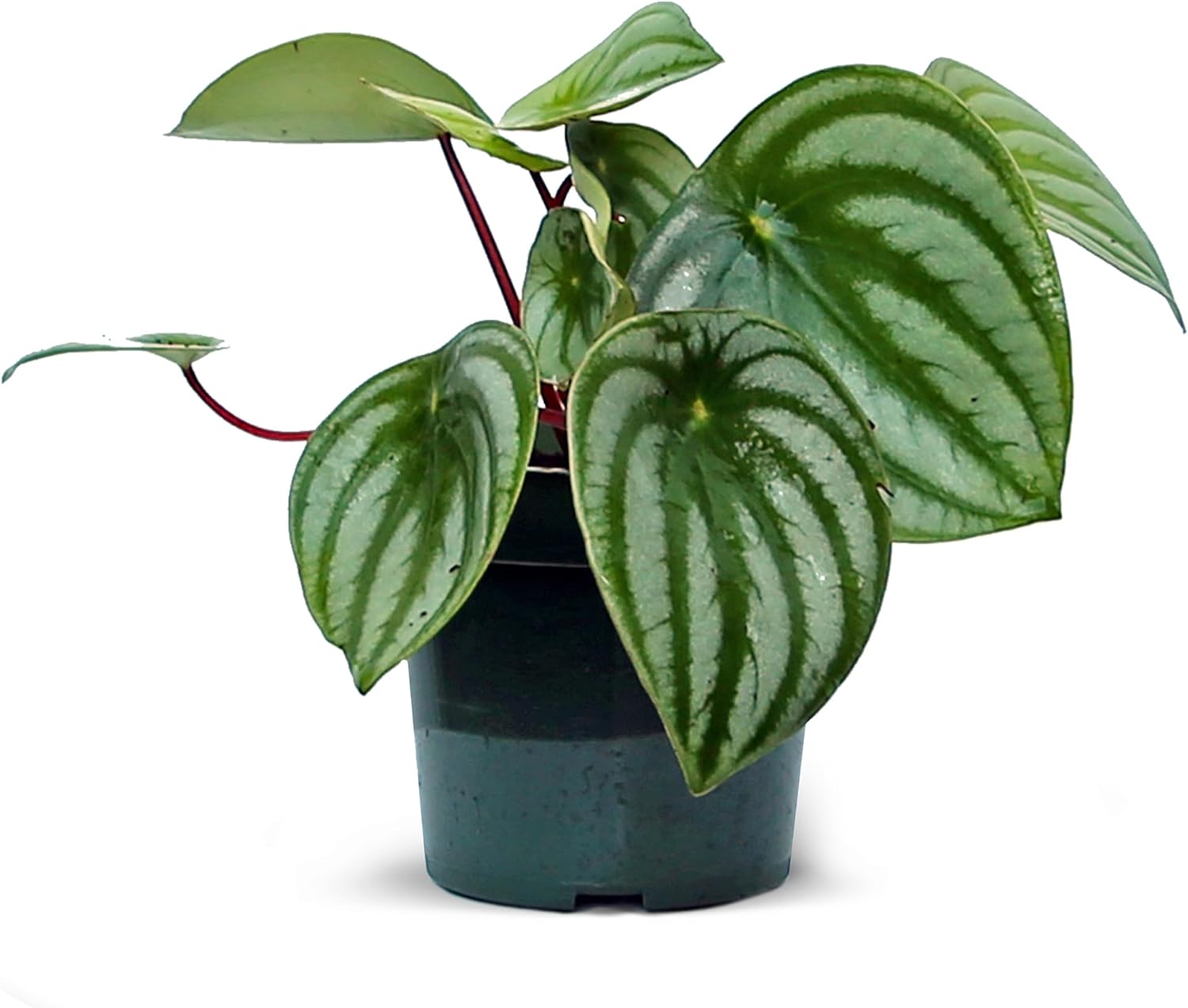 Live Peperomia Watermelon, Peperomia Argyreia, Fully Rooted Houseplant, Housewarming Couples Gift for The First Home, Grandma Birthday Gift, Office Gift in 4" Pot