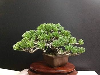 Amazon.co.jp: 五葉松盆栽 那須五葉松小品盆栽 古木 太幹 樹高14cm